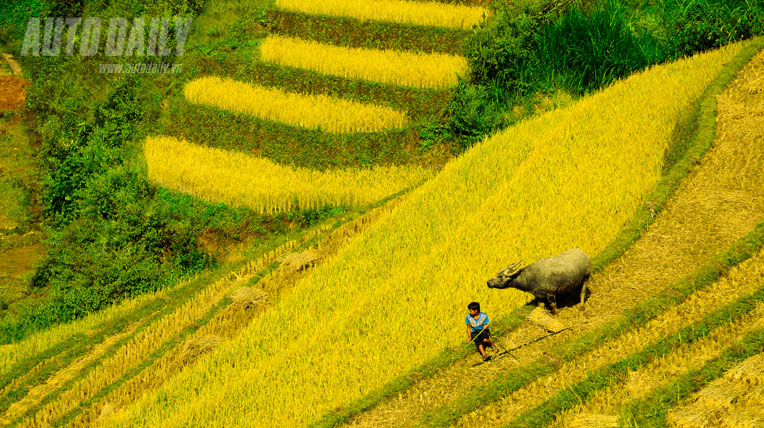 Kiệt t&aacute;c ruộng bậc thang M&ugrave; Cang Chải